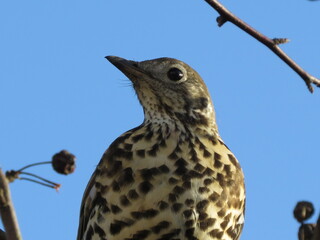 Mistle Thrush (Turdus viscivorus)