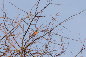 A male bullfinch sits in the branches of a tree in the fields of Siebenbrunn, the smallest district...