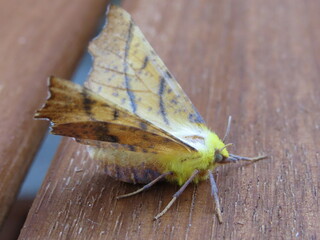Canary-shouldered Thorn moth (Ennomos alniaria)