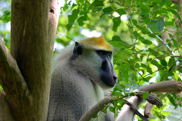 Obraz premium Baboon in a tree