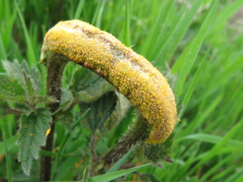 Nettle Rust fungus (Puccinia urticata)