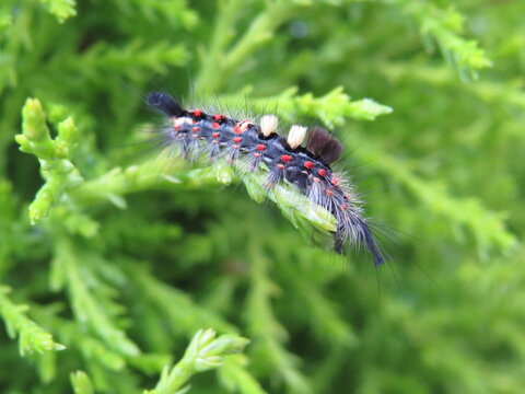 Vapourer moth caterpillar (Orgyia antiqua)