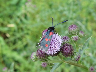 A Burnet Moth (Zygaena) on knapweed