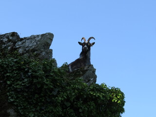 Feral Goat in Devon, UK