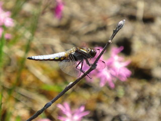 Broad-bodied Chaser dragonfly (Libellula depressa)