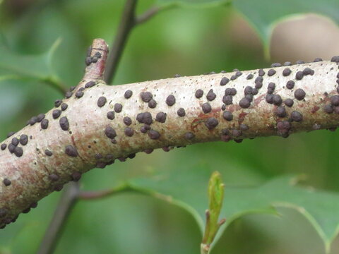 Hazel Woodwart (Hypoxylon fuscum) fungus on a hazel tree