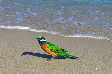 Colorful bird on the beach