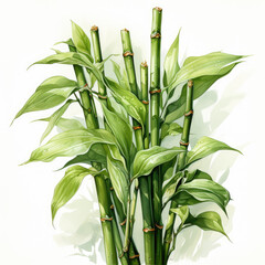 Fototapeta na wymiar watercolor Lucky bamboo stalk clipart, Generative Ai