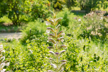 Acanthus Mollis Native From Aurope And Australia
