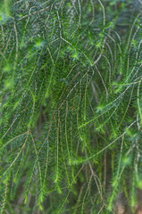 Melaleuca Diosmifolia Native From New South Wales - Queensland