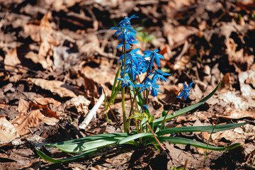 Scilla flowers are the first spring flowers. Scilloideae or squill with blue blossom