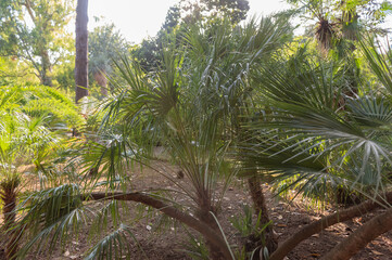 Chamaerops Humilis Native From West Medterranian Coast