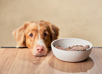 the dog with treat from the bowl. funny Nova Scotia duck tolling retriever on a beige background....