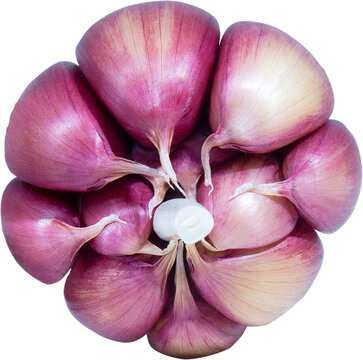 Alho Roxo, Purple Garlic