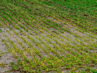 Feuchter Ackerboden nach einer langen Regenperiode