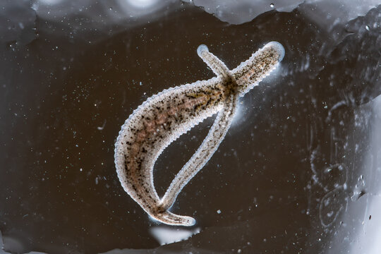 freshwater jawless leech