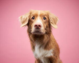 Red dog on pink, serene gaze. A Nova Scotia Duck Tolling Retriever gazes calmly with soft brown...