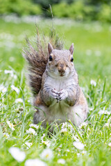 A Grey Squirrel (Sciurus carolinensis)  looking to the camera