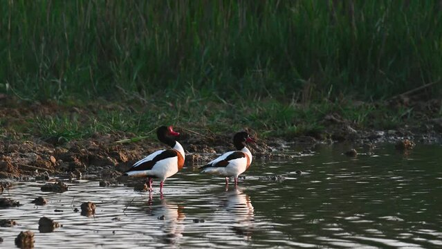 Shelduck tadorna tadorna in the habitat. Birds are standing in the water. Close up.