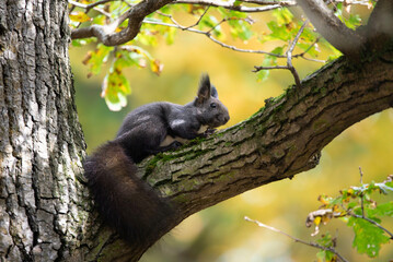 A black squirrel sitting on a tree in autumn days. Animals of Western Slovakia.