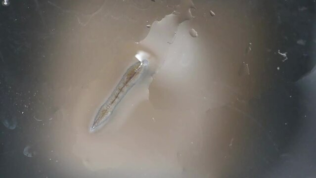 freshwater jawless leech