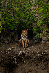 The Bengal tiger from mangroves of Sundarbans.