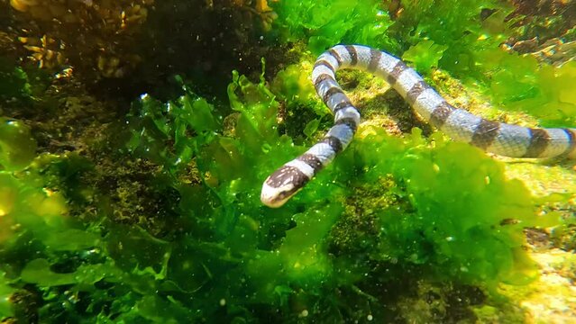 
The black-and-white sea snake, scientifically known as Laticauda colubrina, is venomous and lives in tropical waters. It primarily inhabits coral reefs, feeding on eels and small fish, and is found i