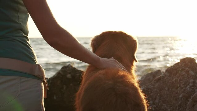 Woman and Nova Scotia Duck Tolling Retriever dog at sunset, seaside joy. A heartfelt exchange with a seashell symbolizes their connection