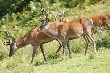 Naklejka na ściany i meble Red Deer (Cervus elaphus) on the Isle of Jura an inner Hebridean Island in Scotland, UK