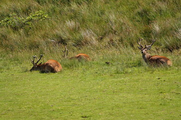 Red Deer (Cervus elaphus) on the Isle of Jura an inner Hebridean Island in Scotland, UK
