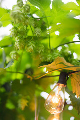 Cascade Hops Growing On Edison Bulb Patio String Lights in the Summer 