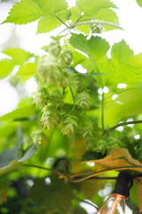 Cascade Hops Growing On Edison Bulb Patio String Lights in the Summer 