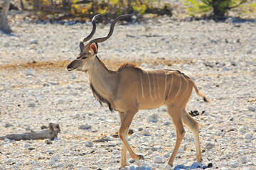 Full framed view of a Male Kudu Buck - Tragelaphus strepsiceros - with lovely spiral horns walking on rocky terrain in Etosha National Park, Namibia