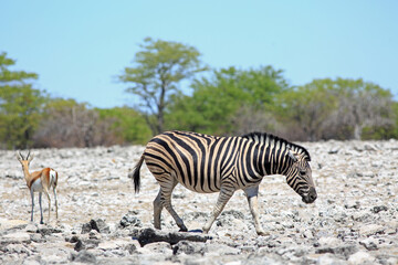 Common zebra walking across rocky terrain with a springbok against a natural bush background and blue sky