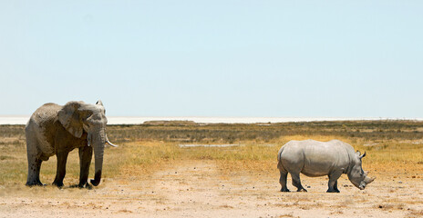 African Elephant and a white Rhinoceros share the dry dusty African savannah