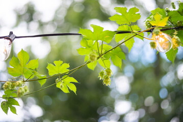 Cascade Hops Growing On Edison Bulb Patio String Lights in the Summer 