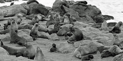 Cape fur seal colony resting on rocky coastline