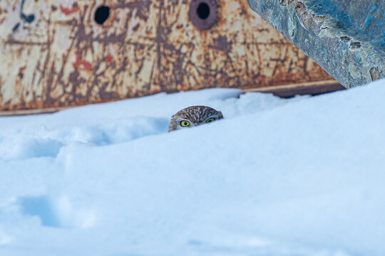 Little Owl, Athene noctua, hiding behind a snowdrift.