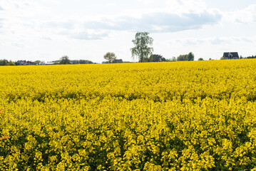 Sunny day over a vibrant field of blooming rapeseed