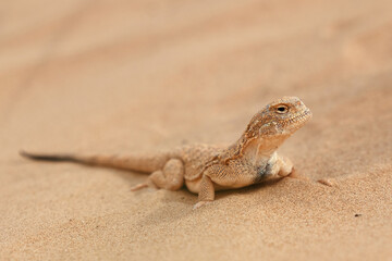 Toad-headed agama, Phrynocephalus mystaceus. Calm desert roundhead lizard on the sand in its...
