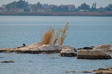 Grey Heron and Great Cormorant on a rock in Beymelek lagoon.