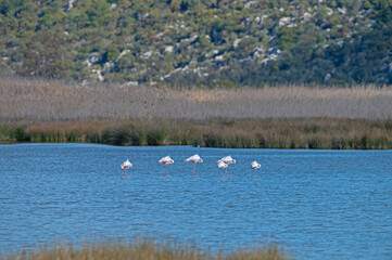 Flamingos sleeping in the water at Demre Bird Sanctuary in Turkey.