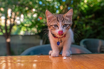 The cat sticks out its tongue when it eats the feta cheese on the table.