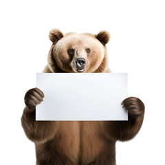 Up-Close Picture of a Grizzly Bear with an Empty Page, Isolated on Transparent Background, PNG