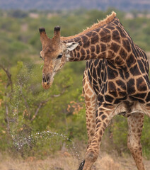 Animal drinking water from a waterhole in the dry and drought period; Tall long neck giraffe bending down to drink water and lifting its head up while spraying water from its nose from Kruger