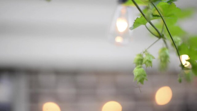 Hope Vines (Cascade Hops) Growing On Patio Lights in the Summertime