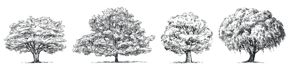 Fototapeta premium Hand drawn illustration of silhouettes four different deciduous trees willow, oak, maple, linden with lush foliage in summer