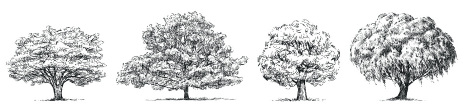 Hand drawn illustration of silhouettes four different deciduous trees willow, oak, maple, linden with lush foliage in summer