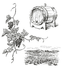 Sketches of wine making theme, vineyard landscape, wooden wine cask, vine branch with ripe grape bunch - 699815333