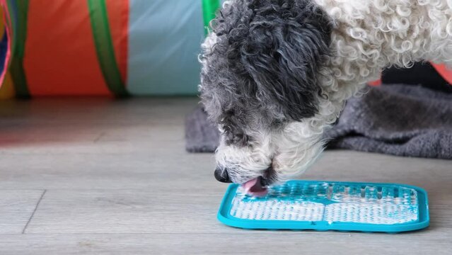 cute dog using lick mat for eating food slowly. snack mat, licking mat for cats and dogs